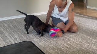 Our Staffordshire Bull Terrier’s Puppy Energy A Heartwarming Throwback Moment [upl. by Imij857]