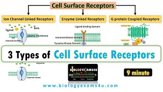 3 Types of Cell Surface Receptors Ion Channel Linked Receptors Enzyme Linked Receptors and GPCR [upl. by Malkin]