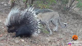 Silly leopard taking on porcupine at high speed will make your day [upl. by Oiralednac937]