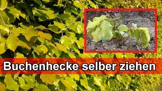 Buchenhecke vermehren  Hainbuchenhecke  Rotbuchenhecke Pflanzen Stecklinge selber ziehen Anleitung [upl. by Nnateragram]