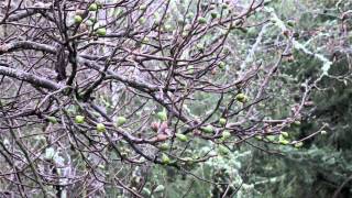 Rubycrowned Kinglet and Huttons Vireo [upl. by Eeldivad]