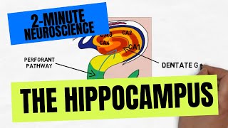 2Minute Neuroscience The Hippocampus [upl. by Ylloj]