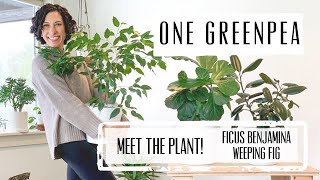 Meet the Plant Ficus Benjamina  Care amp Growing Guide [upl. by Leirad]