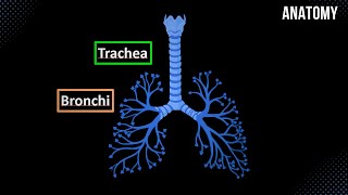 Trachea Bronchial Tree and Alveolar Tree Parts Structures and Walls  Anatomy [upl. by Leah]