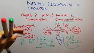 CVS physiology 126 Role of chemoreceptors control of arterial pressure carotid body [upl. by Docila]