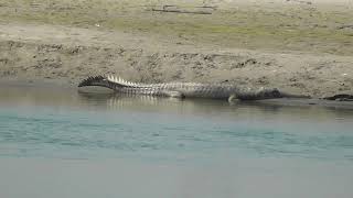 Gavial du Gange Gavialis gangeticus  Chitwan Népal © Nicolas Macaire [upl. by Sivatco]