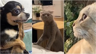 Bombastic side eye animal edition TikTok compilation [upl. by Elinad]