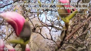 METROPOLREGION TRIFFT FRÜHLINGSFARBEN MAGNOLIENBLÜTE IM SCHLOSSGARTEN ERLANGEN [upl. by Johan589]