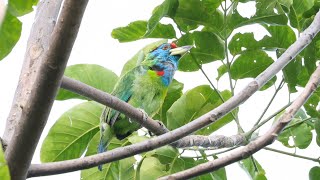 Blue Throated Barbet Call  Darjeeling [upl. by Mclaurin]