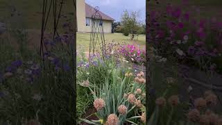 Tall VERBENA in KANSAS [upl. by Hizar686]