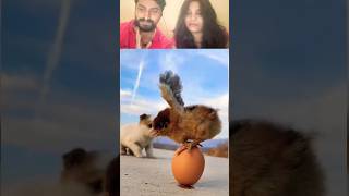 cute small chick 🐣चूजा shorts youtubeshorts [upl. by Nyahs359]