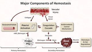 Hemostasis Lesson 1  An Introduction [upl. by Verda]