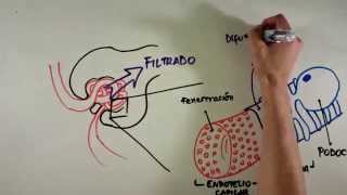 Fisiología Renal [upl. by Leoline139]