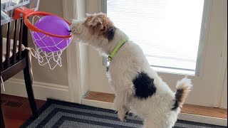 Wire fox terrier Skipper clever moments Part 1 [upl. by Eihs]