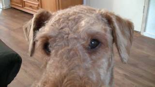 Being watched by an Airedale [upl. by Kizzie]