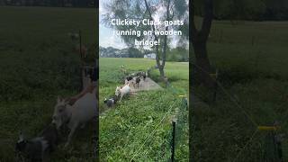 Clickety Clack goats running on wooden bridge facebook goat zioncreekfarm fyp fypシ゚viral [upl. by Bevash]