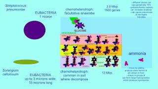 AUTOTROPHS AND HETEROTROPHS VARIATIONS IN CARBON SOURCE [upl. by Geirk]