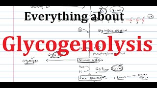 19 Glycogenolysis  Glycogen Breakdown  Biochemistry  Metabolism [upl. by Neeluqcaj]