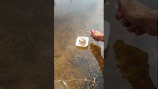 How to burst firecrackers in THE Forest 🧨 forest burst shortvideo diwali happydiwalioutdoors [upl. by Elaynad565]