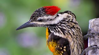 Oriental flameback bird voice for sleep 😴Nature with relaxation [upl. by Assirual]