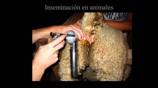 REPRODUCCIÓN ASISTIDA PASO A PASO Inseminación artificial y fecundación in vitro [upl. by Timothea]