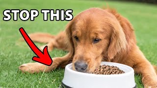 Stop Feeding Your Golden Retriever In A Food Bowl [upl. by Cecilla]