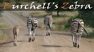 Burchells Zebra Kruger National Park  Stories Of The Kruger [upl. by Ellehcyar]