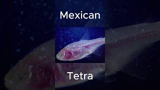 Mexican Tetra hindi hiddengems secrets mostamazing facts interesting reb [upl. by Sibeal]