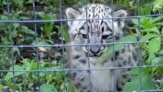 Adorable Snow Leopard Cubs [upl. by Hanoj]