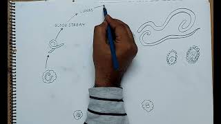 how to draw life cycle of Ascaris lumbricoides [upl. by Eeralih336]