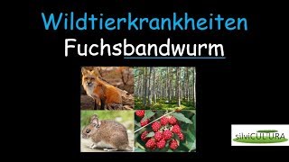 Fuchsbandwurm Echinococcus multilocularis kurz und einfach erklärt [upl. by Bunnie]