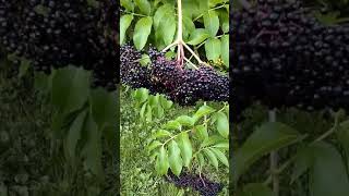 Difference Between Elderberry and Pokeweed Part 1 [upl. by Arahas]