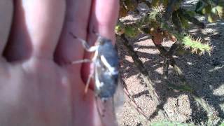 Desert cicada calling on my hand Cacama valvata  the Cactus Dodger [upl. by Arihaj]