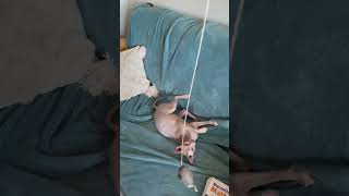 love sphynxmoments cat sphynxismyworld funneypicture sphinx cute animals sphynxworld [upl. by Ytisahcal]