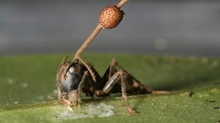 Science Bulletins Fungus Brainwashed Ancient Ants [upl. by Annadroj]