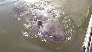 EASY Way To Find Catfish On A River [upl. by Yentihw]