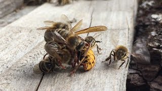 Bienen vs Hornisse [upl. by Zirkle89]