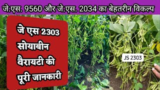 Js 2303 Soybean Variety  जे एस 2303 वैरायटी  Soybean New Variety Js 2303 [upl. by Fiertz431]