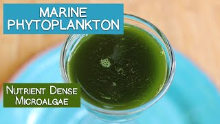 Marine Phytoplankton A Nutrient Dense Microalgae [upl. by Adnamaa]