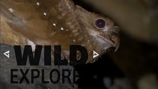 Finding the cavedwelling Oilbird [upl. by Lecroy658]