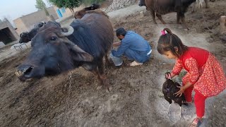 Buffalo milking by hand  How to milk a Buffalo [upl. by Higbee]