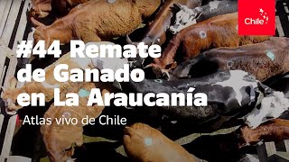 44 Remate de ganado en La Araucanía  Atlas Vivo de Chile [upl. by Nyleuqcaj]