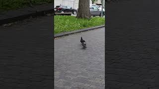 🐦 Pigeon mating ritual [upl. by Ardnaxila]