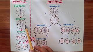 MEIOSIS I y MEIOSIS II  Breve explicación [upl. by Airamanna973]