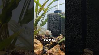 How I made a Planted Tank for Dwarf Snakehead fish shorts [upl. by Nirok661]