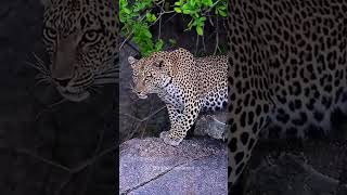 Mãe leopardo defende seus filhotes contra uma leoa [upl. by Boykins681]