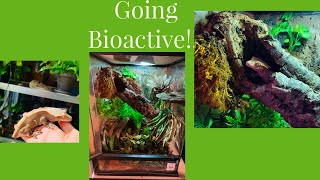 Bioactive Crested Gecko Setup [upl. by Ennaylime275]