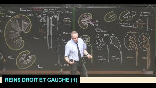 Anatomie des reins droit et gauche 1 Abdomen 9 [upl. by Michaele400]