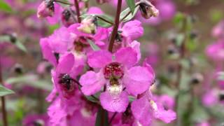 Production Tips for Growers Sungelonia Angelonia [upl. by Nayve]