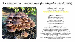 Псатирелла шаровидная Psathyrella piluliformis [upl. by Eniamreg418]